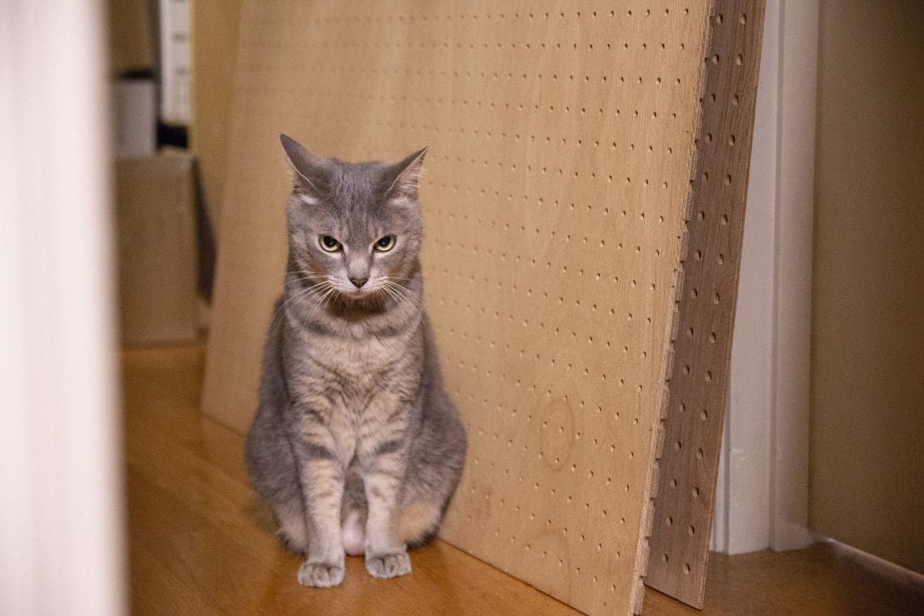 猫のストレス解消方法｜ストレスサインや原因についても解説