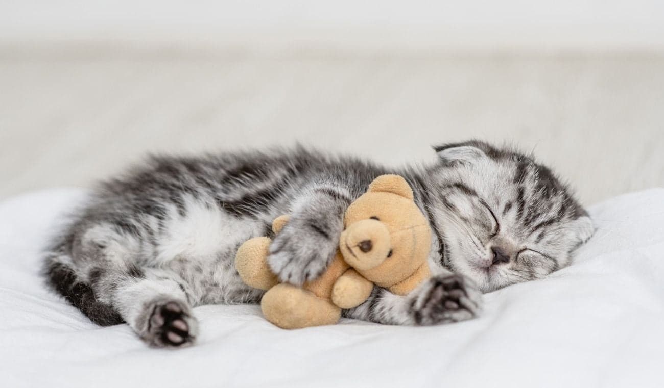 ぬいぐるみを抱いて寝ている子猫