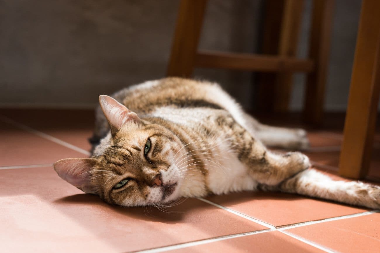 床に寝転んでいる猫