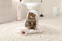 子猫のトイレのトレーニング・しつけの仕方|うまくできない時の原因と対処法を解説!