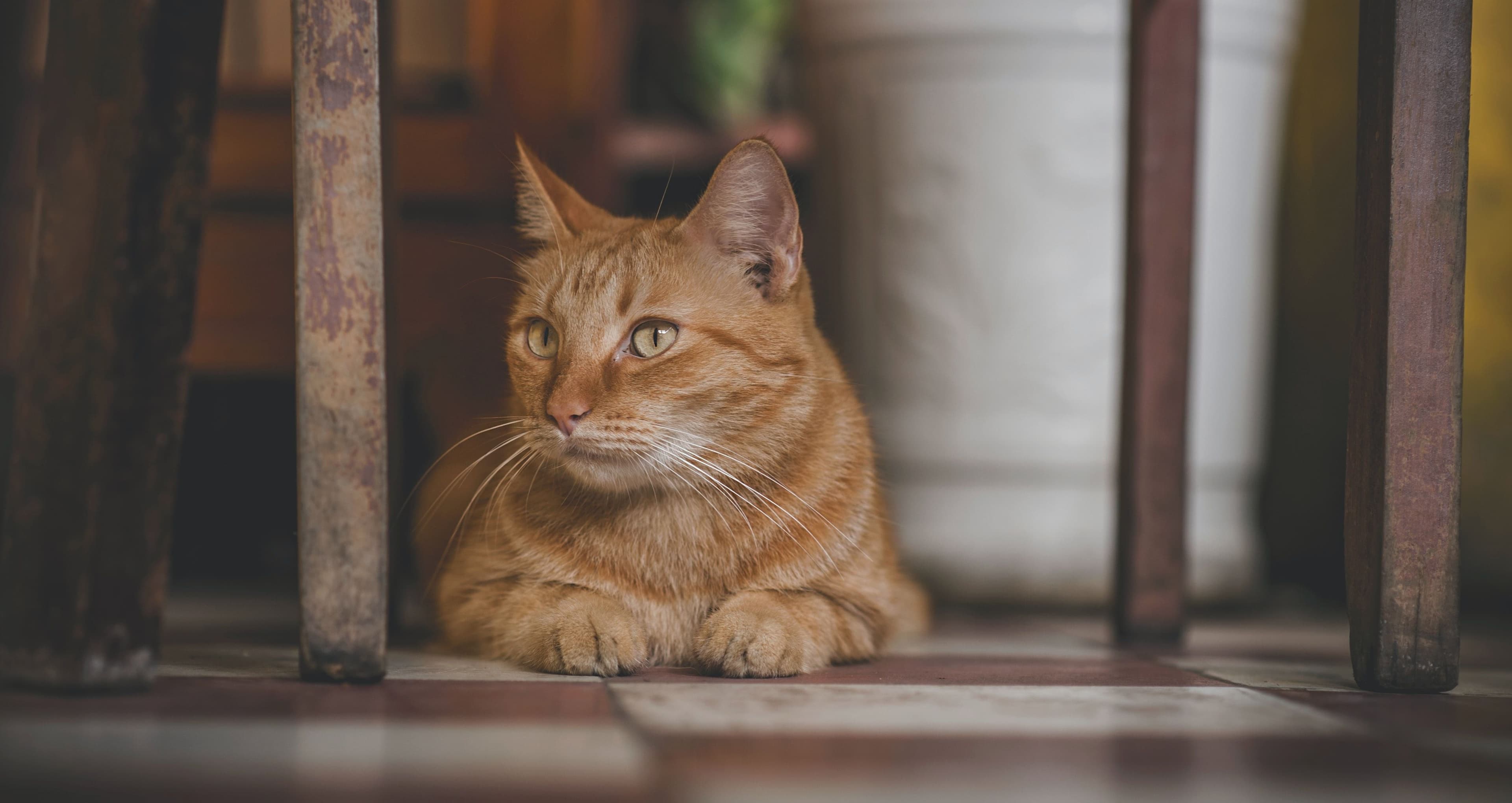 猫の慢性腎不全(慢性腎臓病)を獣医師が徹底解説。治療費や注意したい猫種、原因や治療法もご紹介