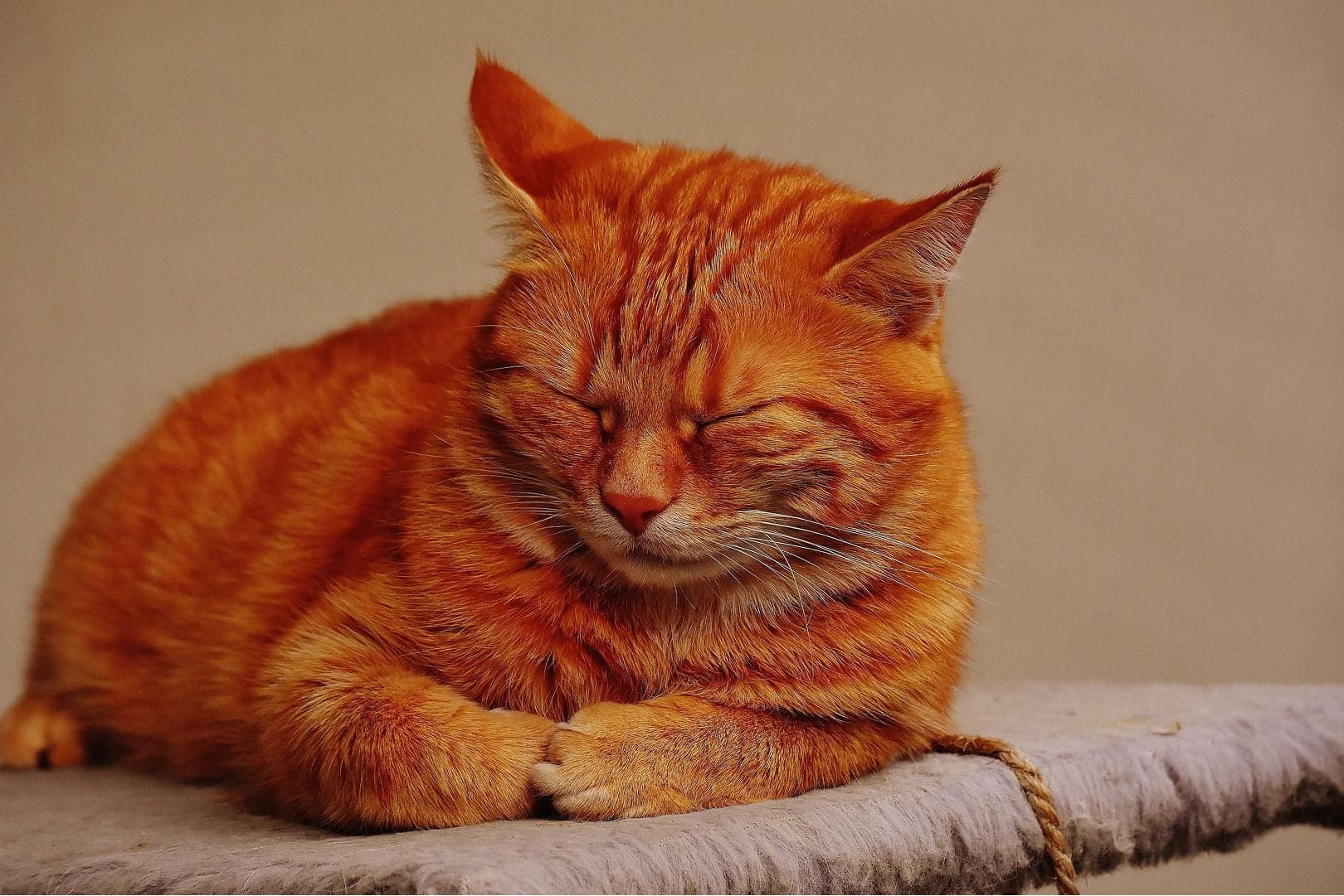 猫の元気がだんだんなくなってきた? 原因、対処法などを獣医師が解説