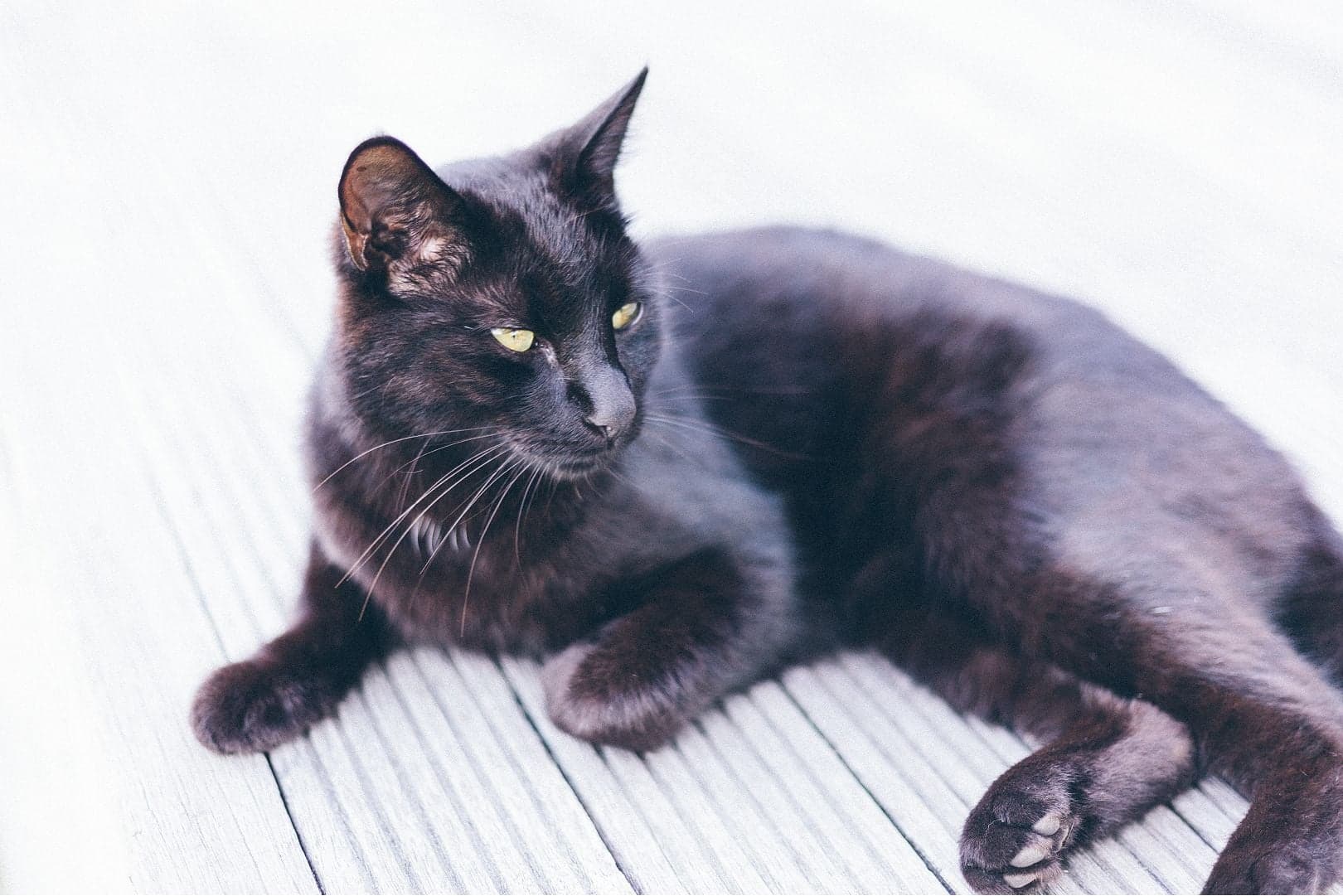 猫の体重がゆっくりと減少。 原因は? 対処法などを獣医師が解説