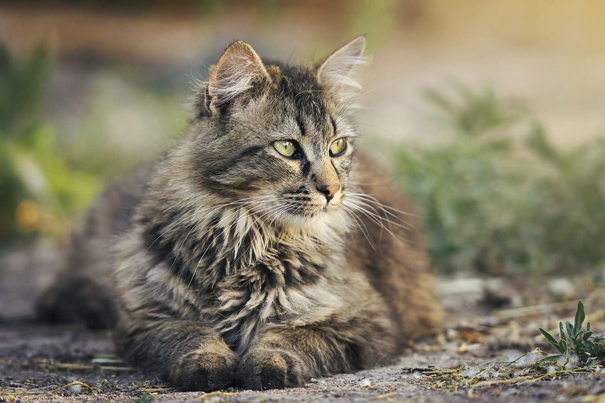 猫に散歩は必要なの?メリットやデメリット、事前準備について解説