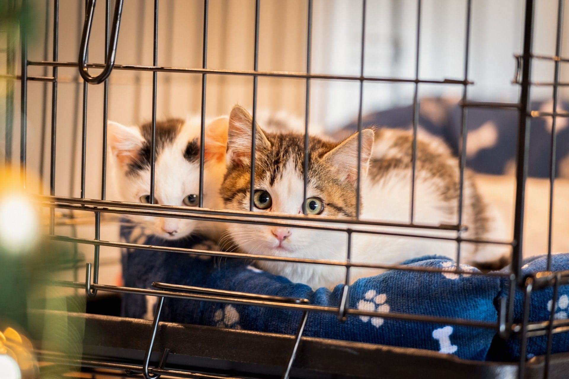 子猫にケージは必要?ケージを選ぶ際の注意点や放し飼いに移行するタイミングを解説