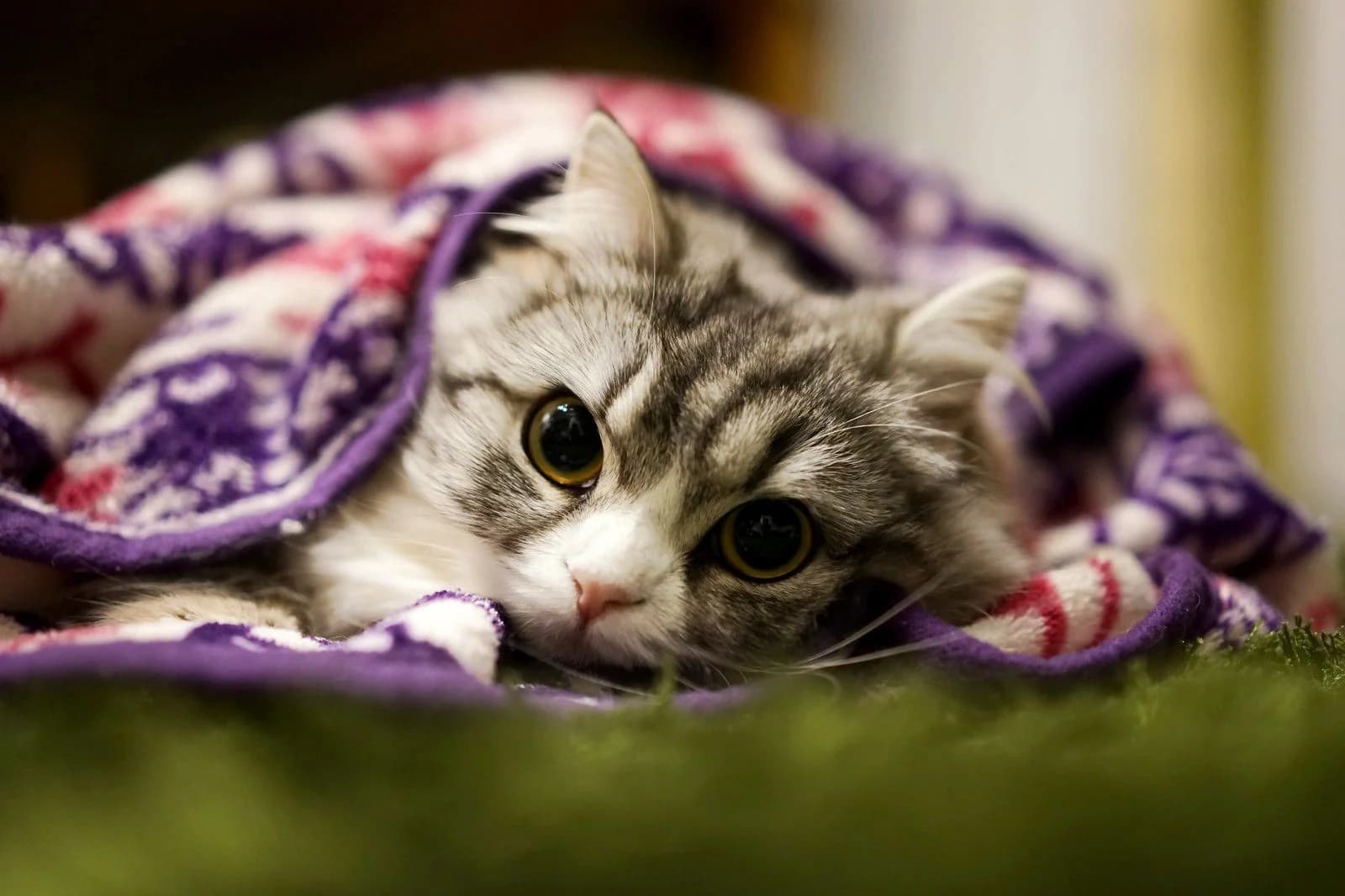 ブランケットにくるまる猫