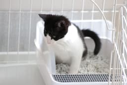 猫の血便の原因は?うんちに血が混ざっている時や下痢をした場合の対処法も