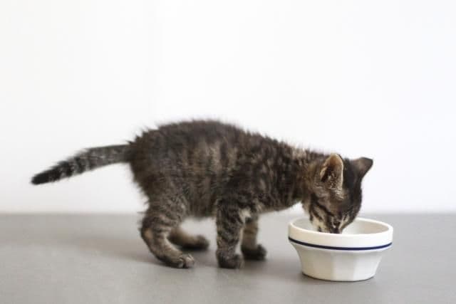 離乳食を食べる子猫