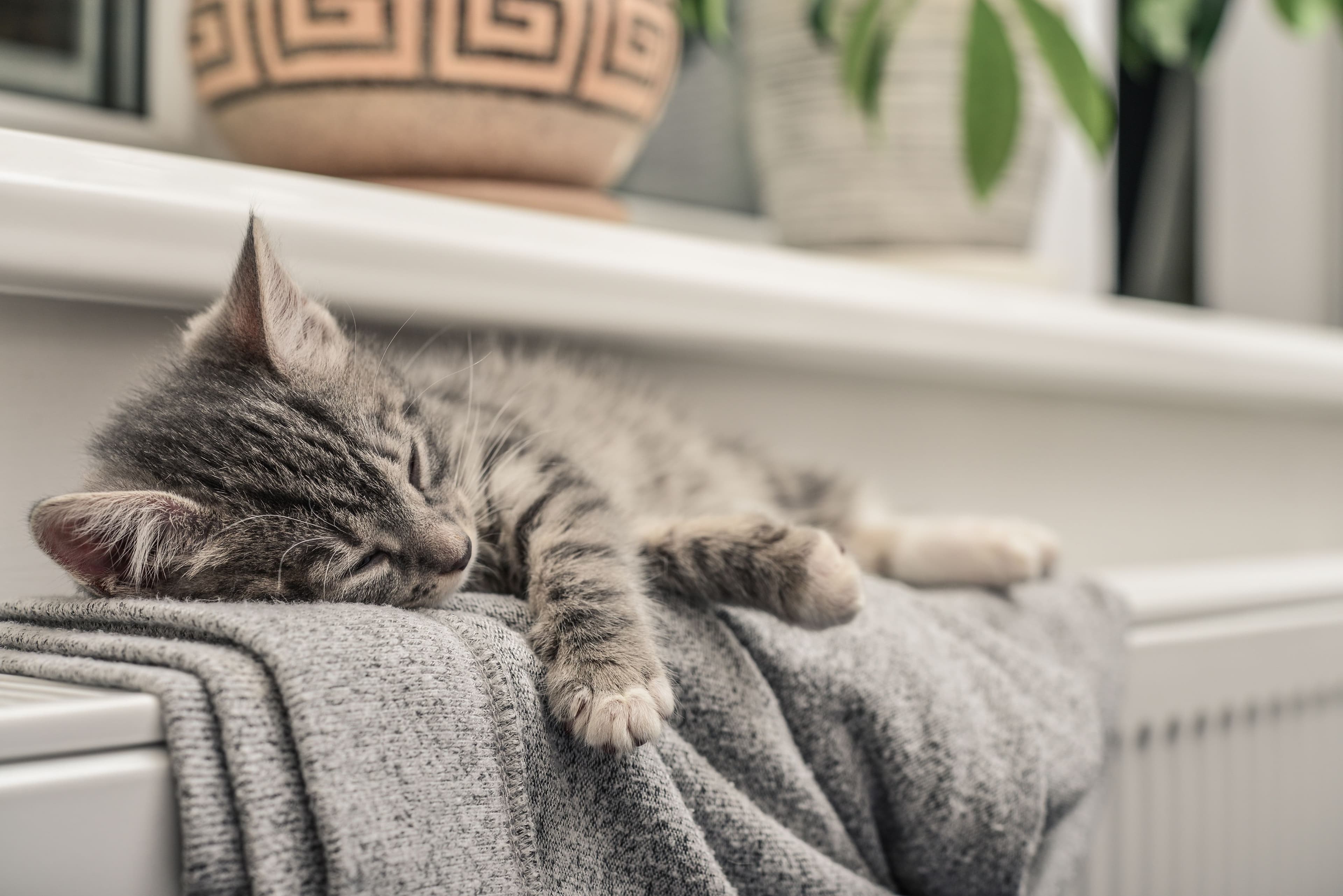 タオルの上で気持ちよく眠る猫