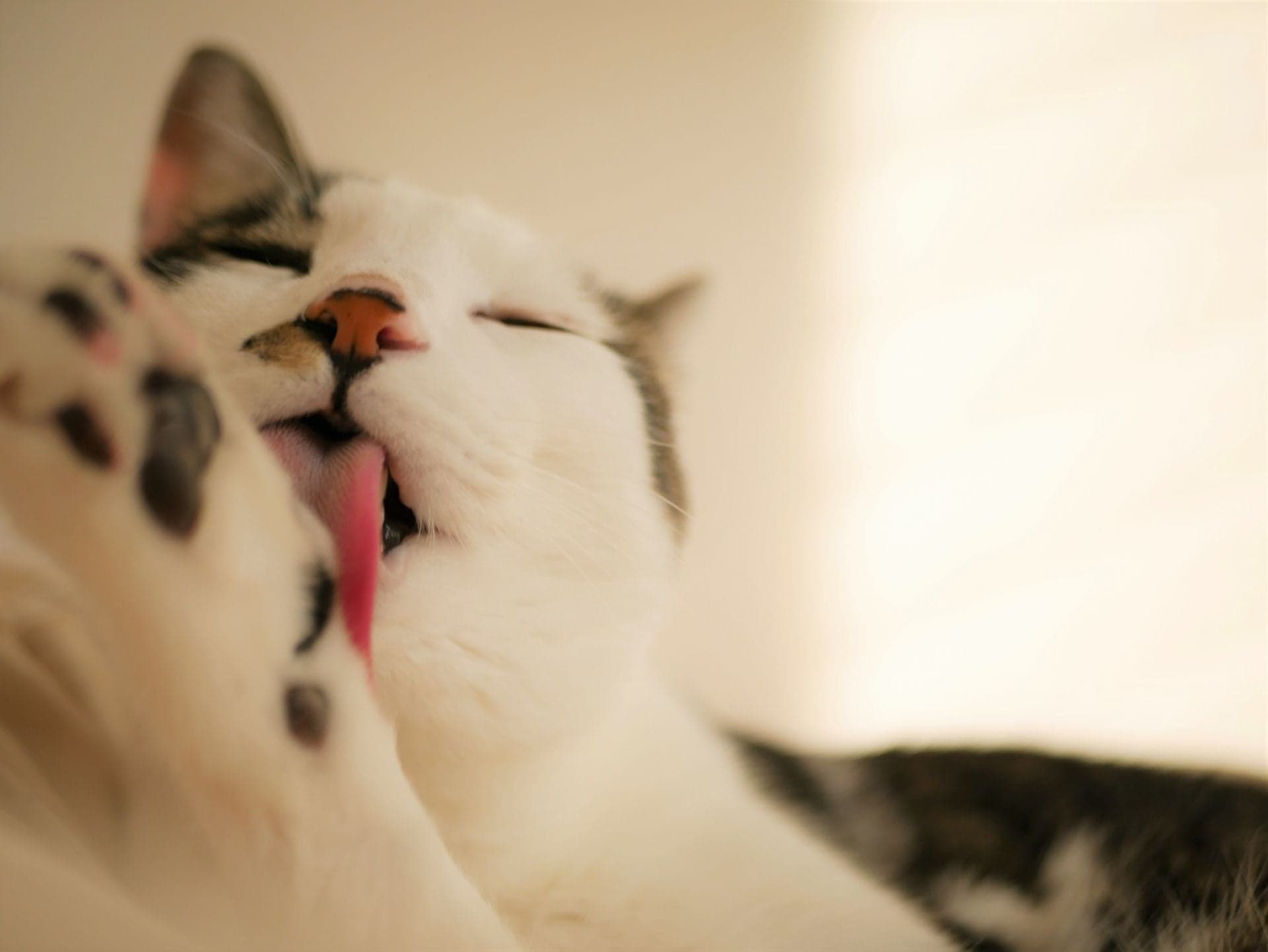 毛づくろいをする猫