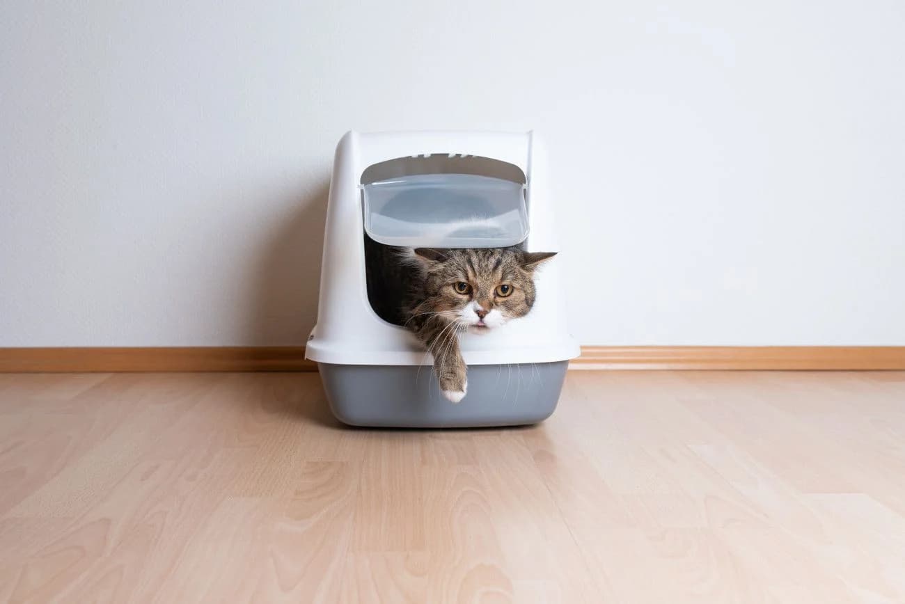 トイレから出ようとしている猫