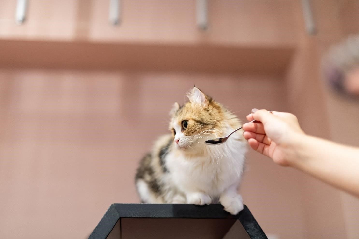 ご飯が気に入らない様子の猫