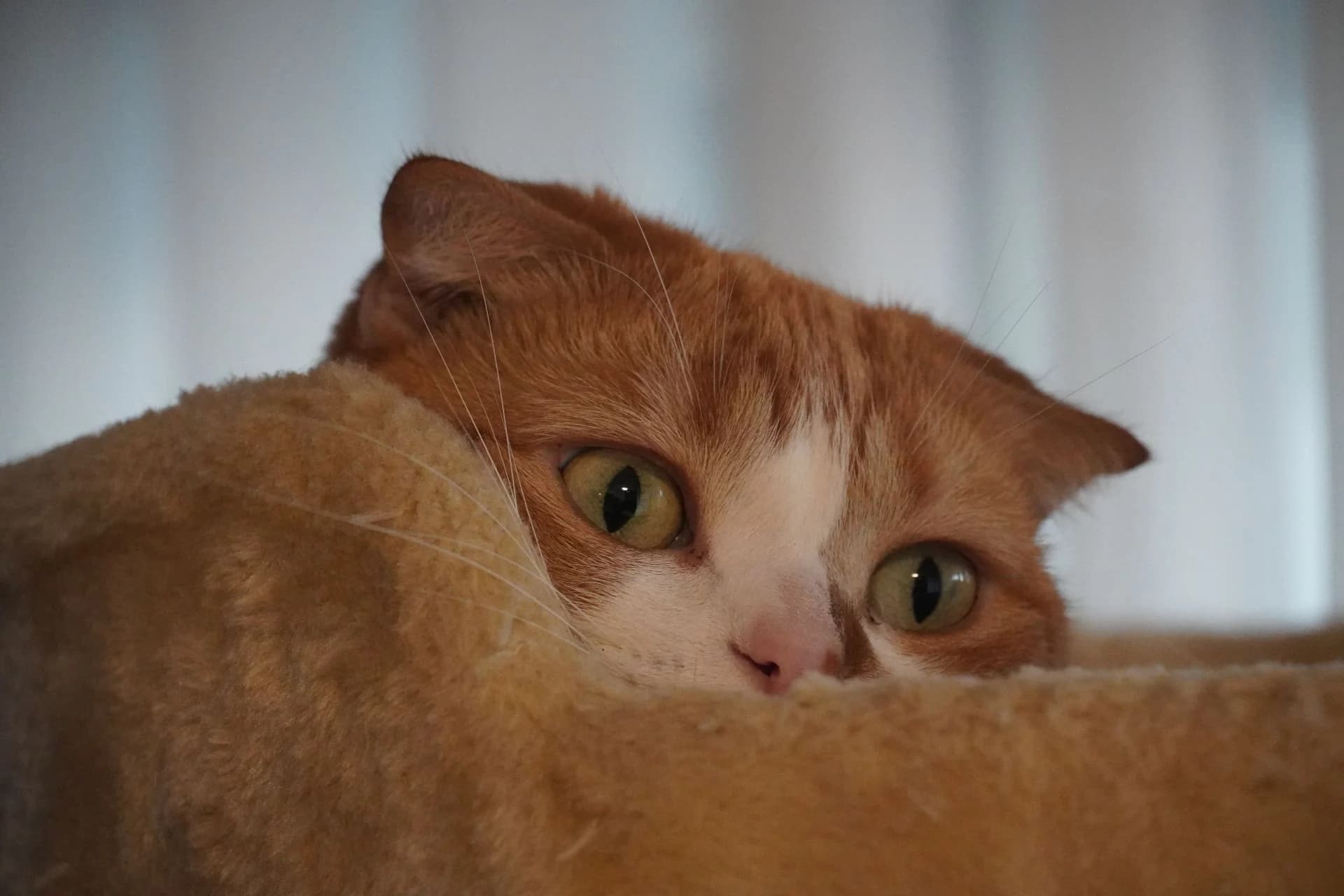 猫が粗相をするのはなぜ?粗相の原因と対策を徹底紹介!