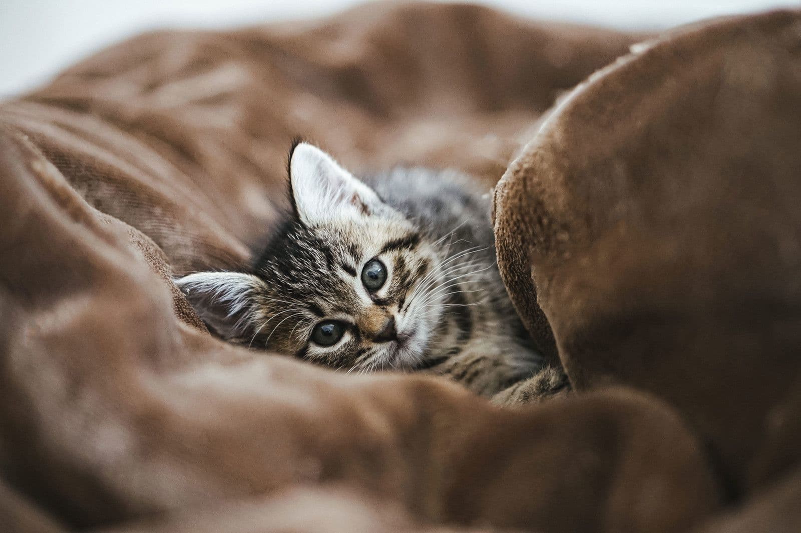 寝そべる子猫