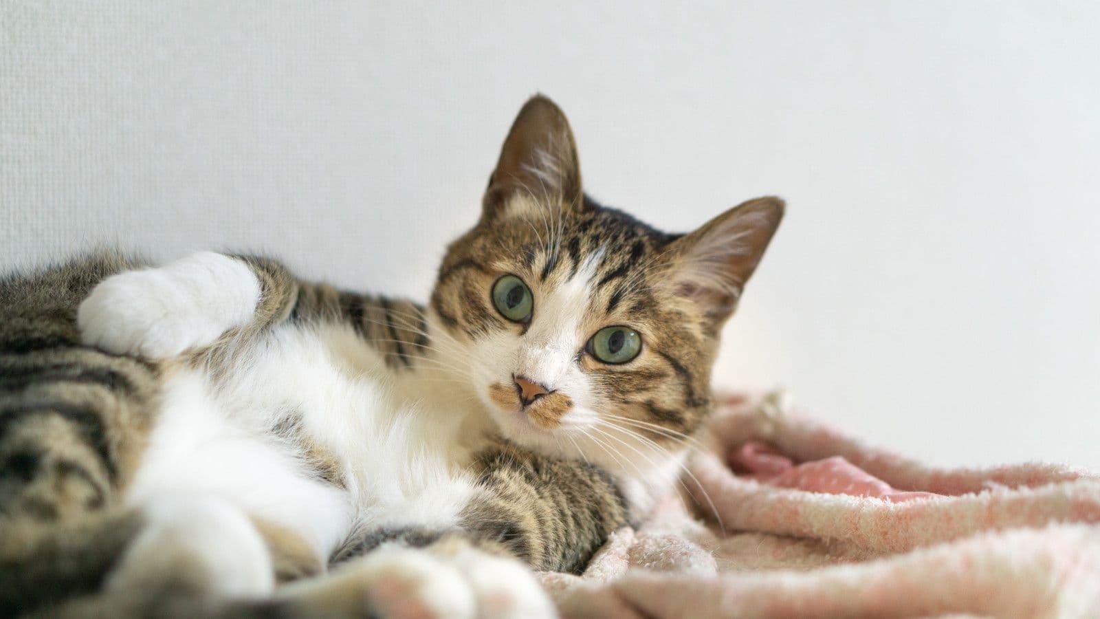 くつろぐ猫