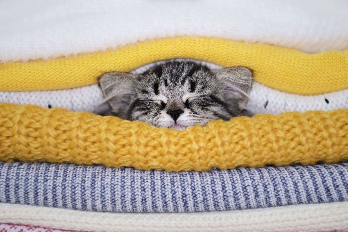 洗濯物の間に挟まってる猫