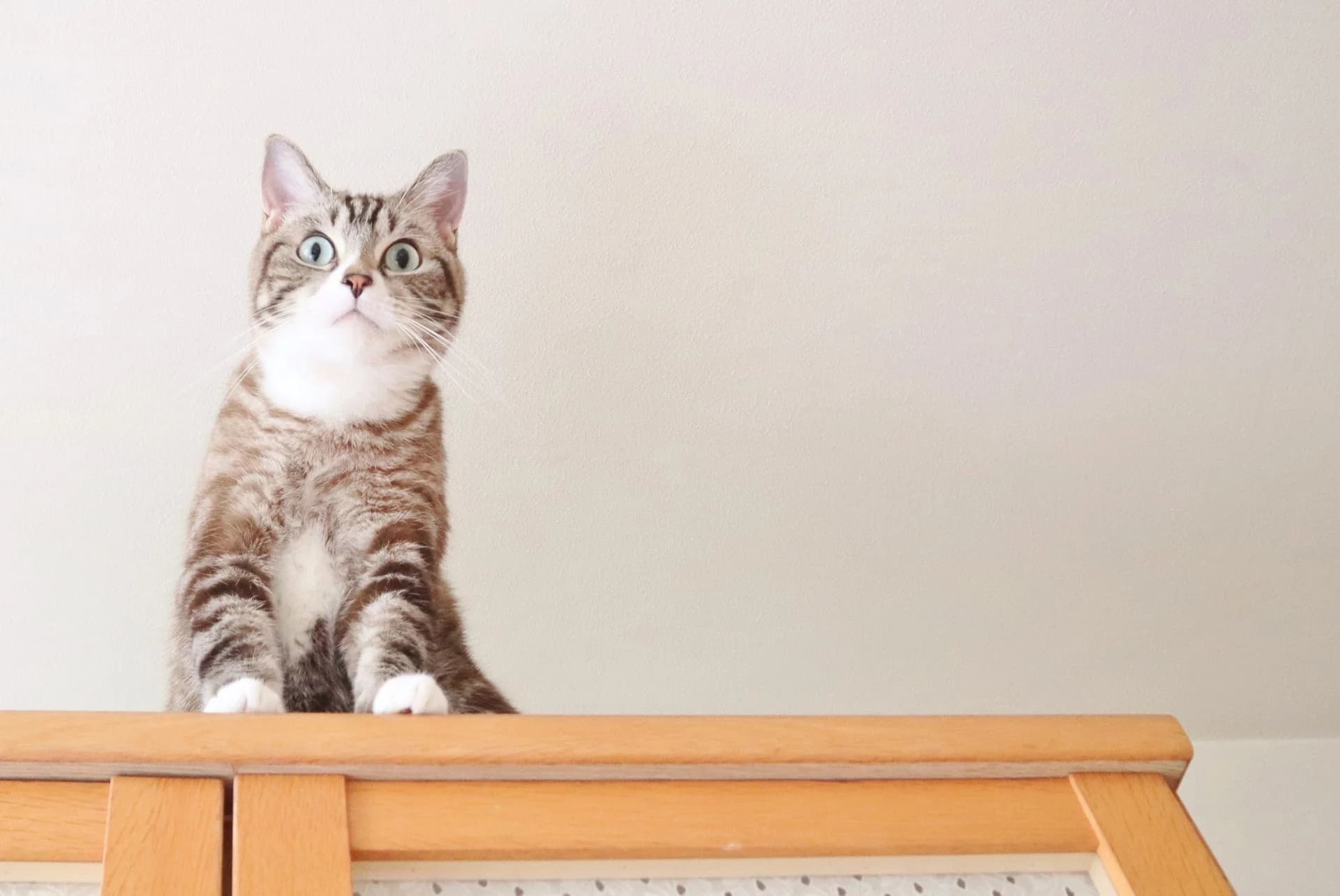 猫の頻尿は放っておくと危険?頻尿の原因や病気のサインについて解説