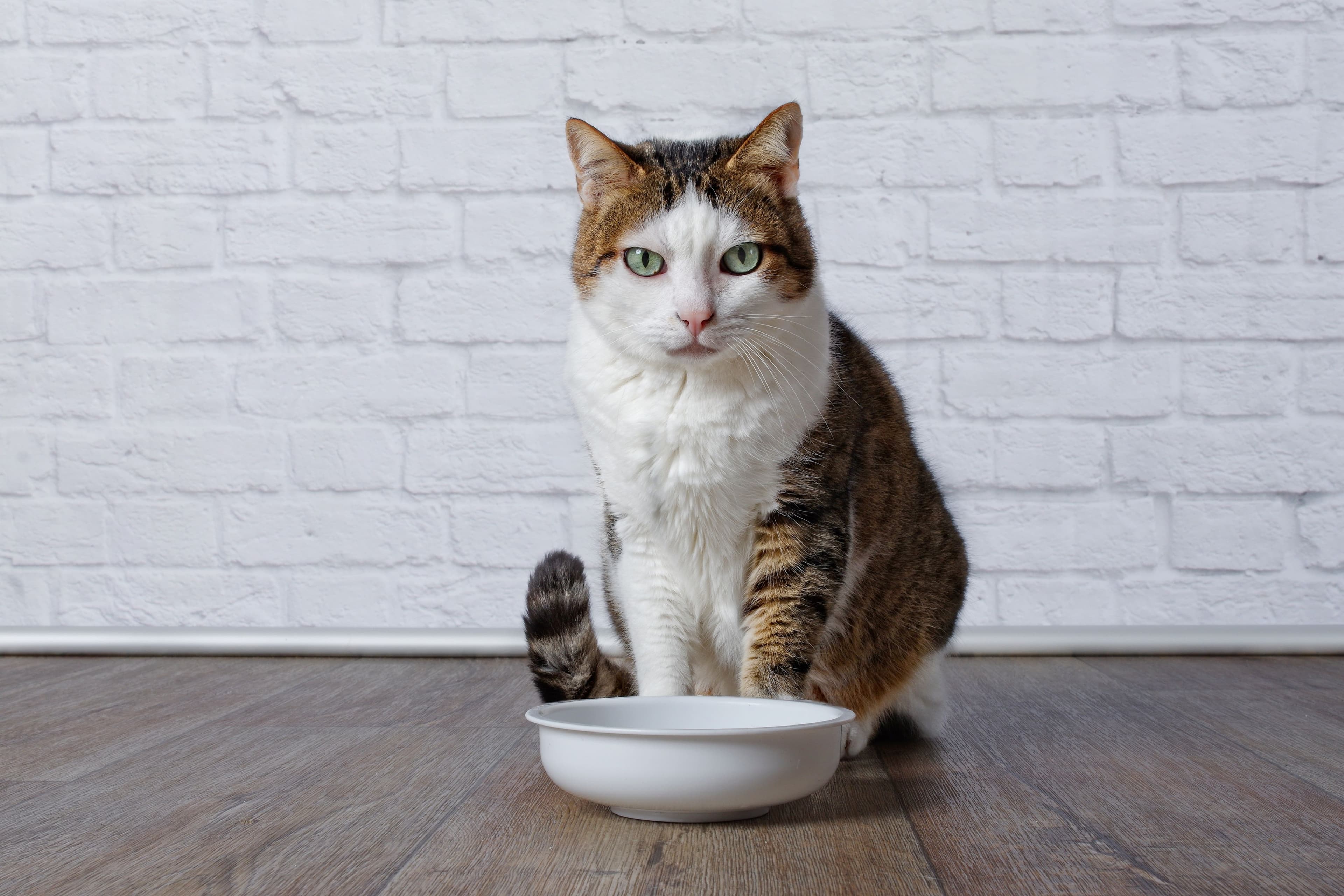お水を前に前方を見つめる猫