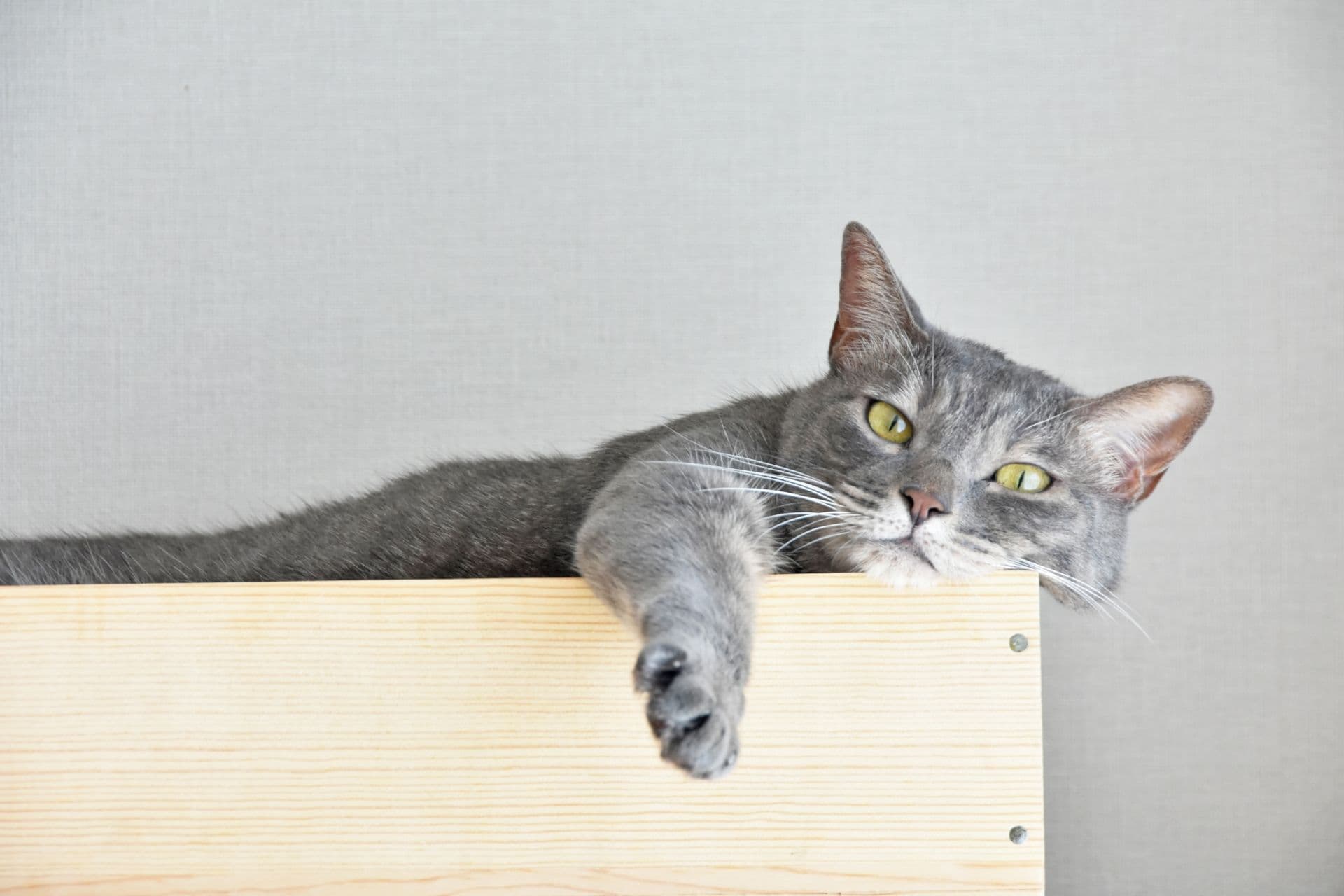 右前足を伸ばしている猫