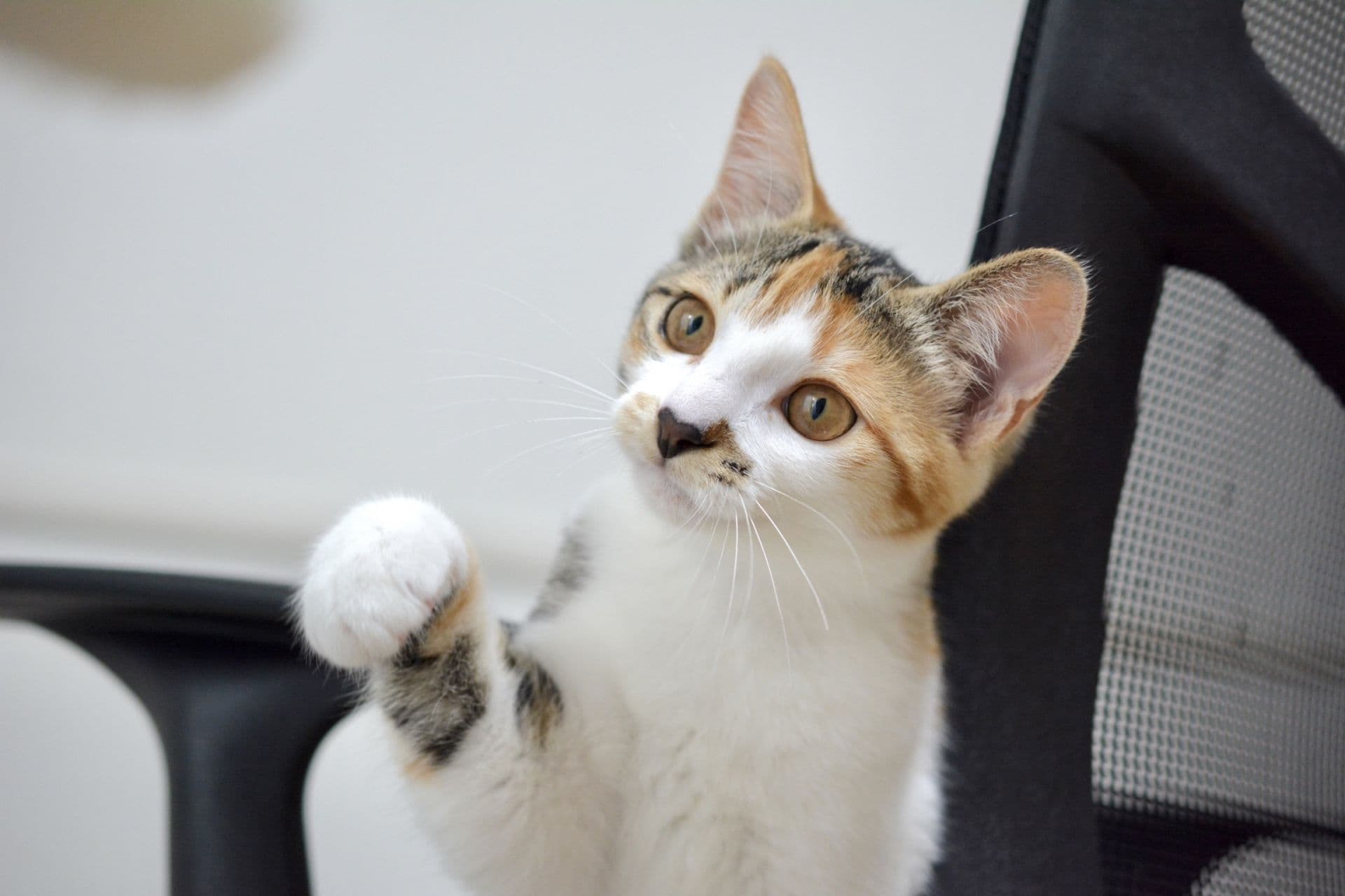 目の前ものが気になっている猫