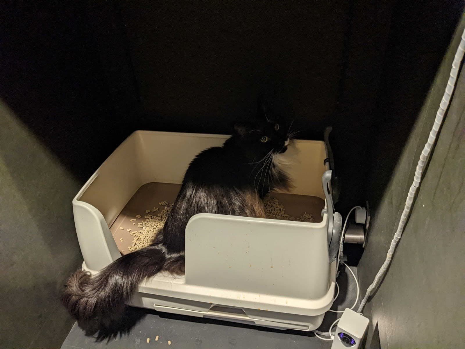 尿道部分閉塞の猫