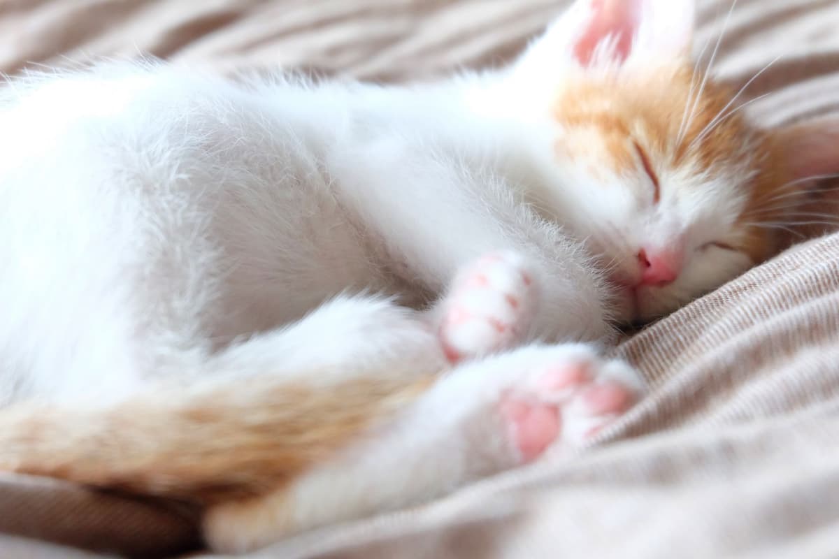 【月齢別に獣医師が解説】子猫の育て方カレンダー|初めて飼う方も安心