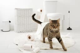 猫がトイレに行かない原因とは?病気の可能性と対処法を解説