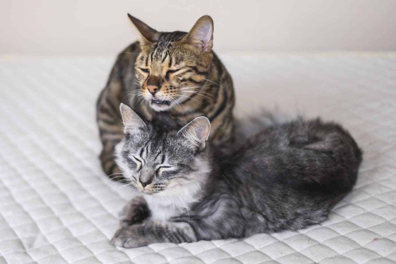 くしゃみをする二匹の猫