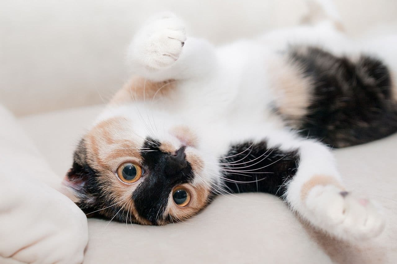 ソファでくつろぐ猫