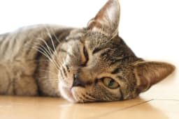 猫は「心筋症」でも長生きできる?気付きにくい症状や発症の原因・治療法について