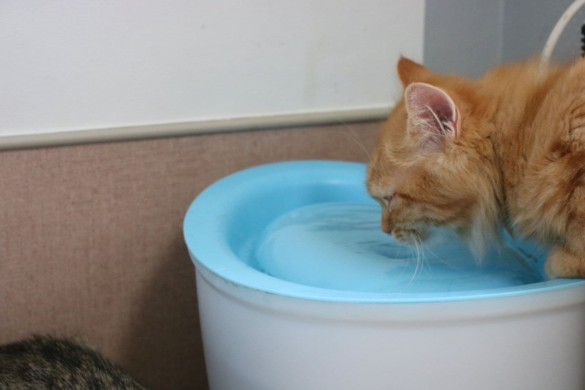 水を飲む猫