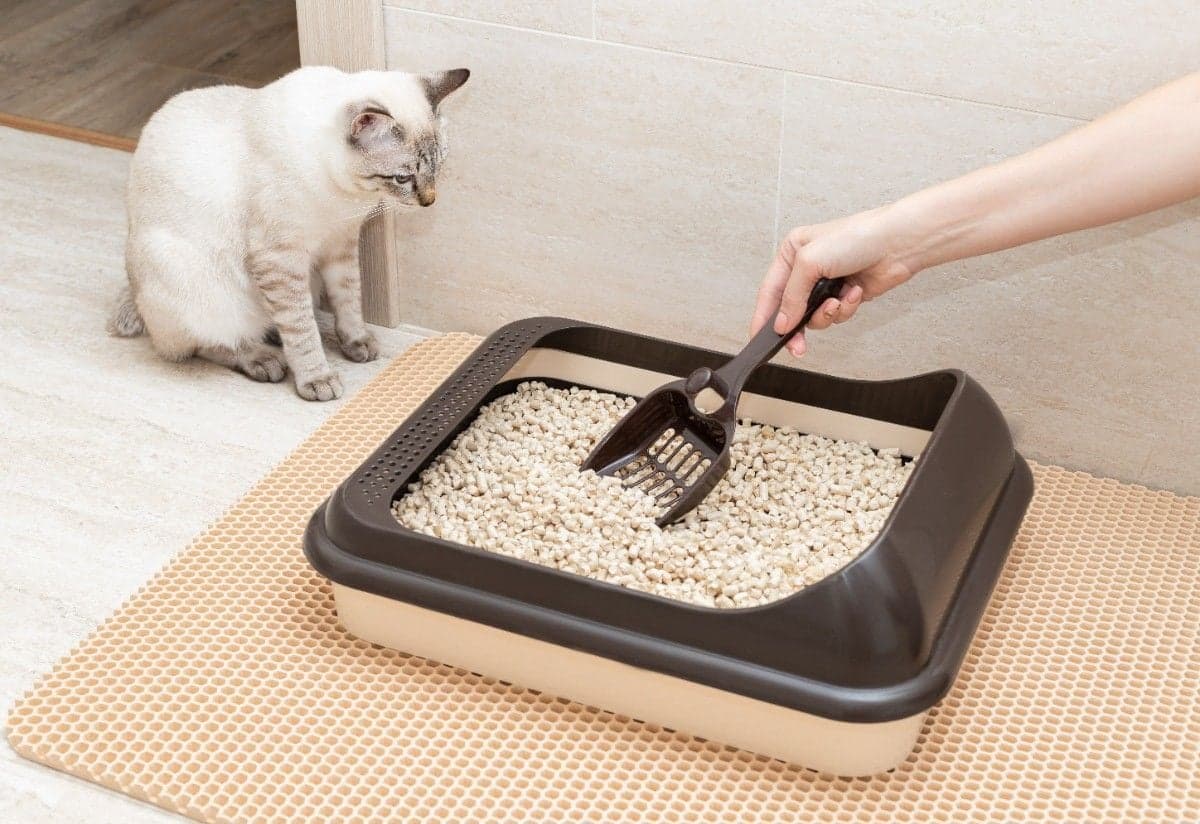 猫トイレの掃除方法と注意点