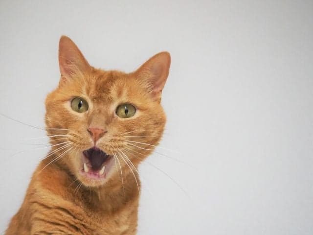 驚いている猫