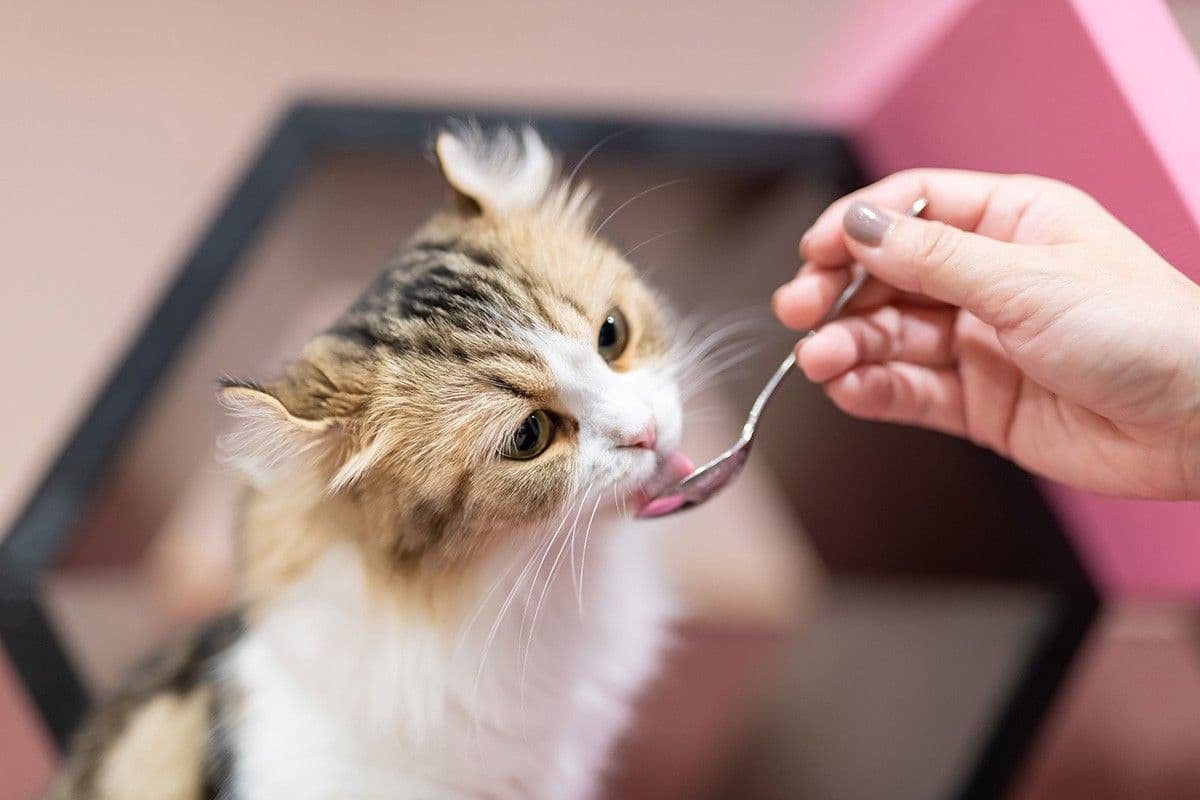 キャットフード