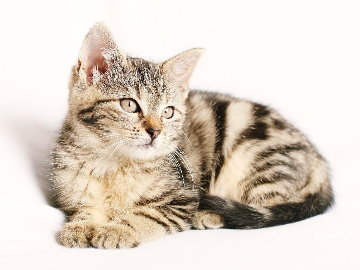 なぜ猫は「ふみふみ」をするの?行動から愛猫の気持ちを読み取ろう!