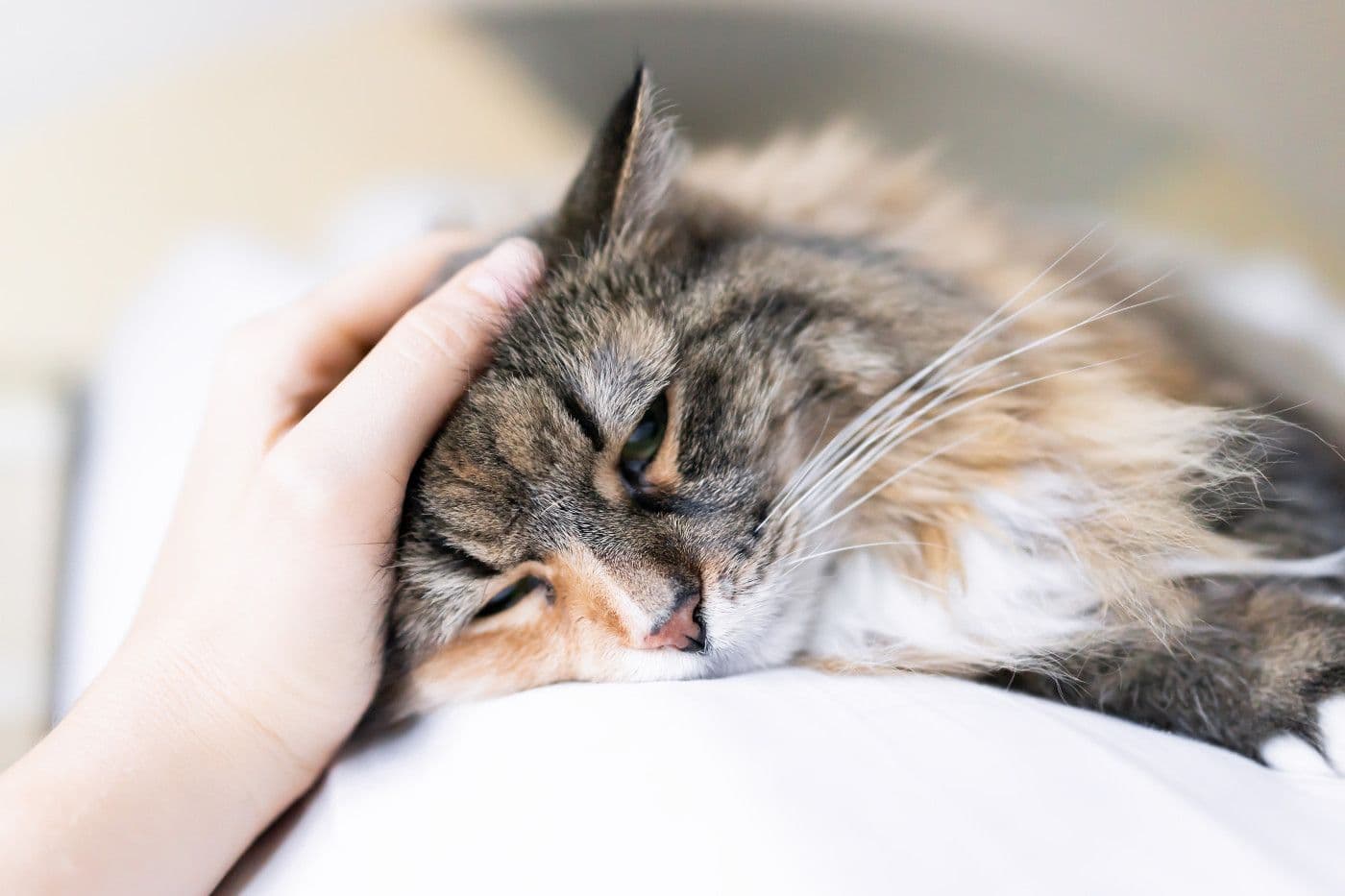 頭を撫でてもらっている猫