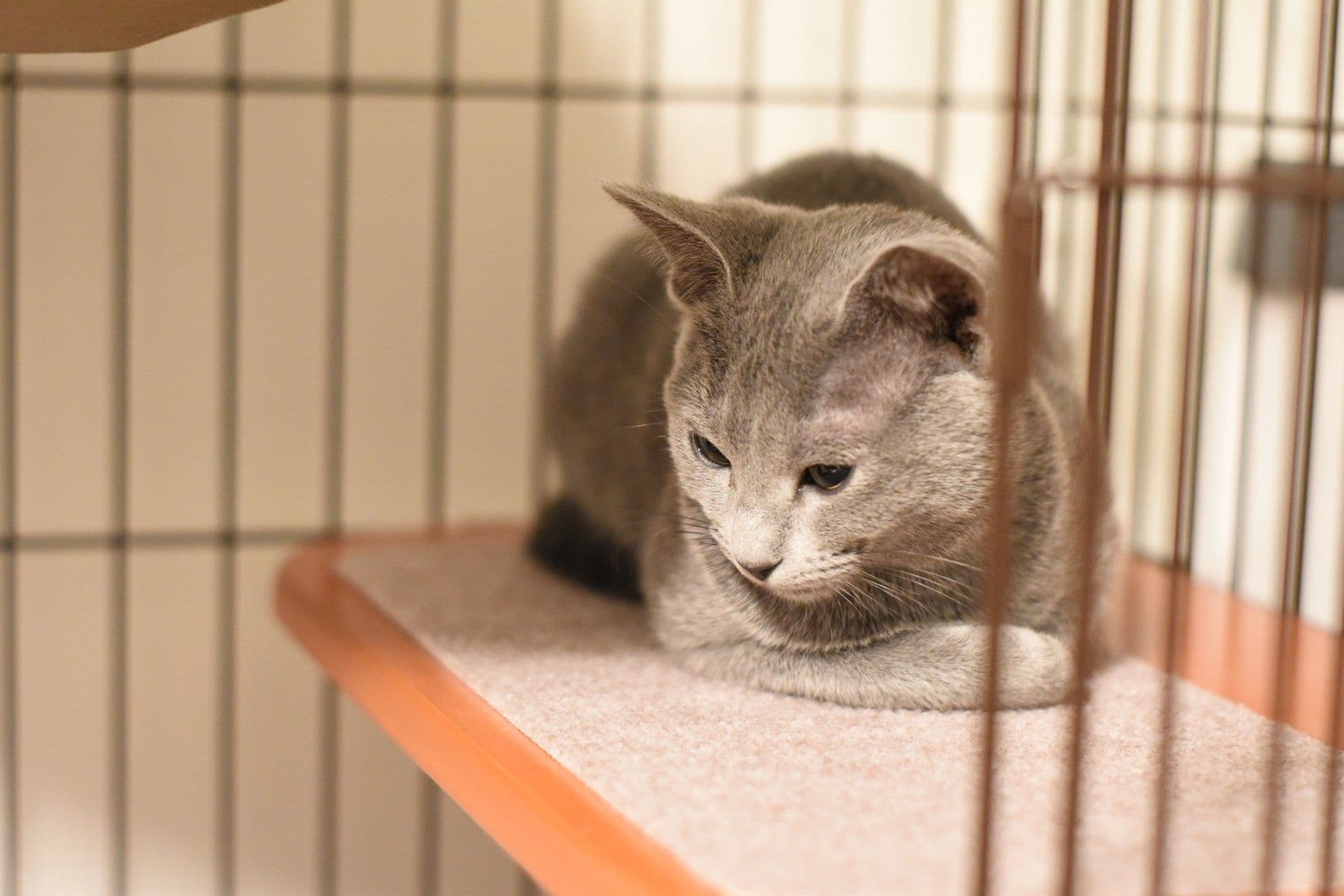 ケージでリラックスする子猫