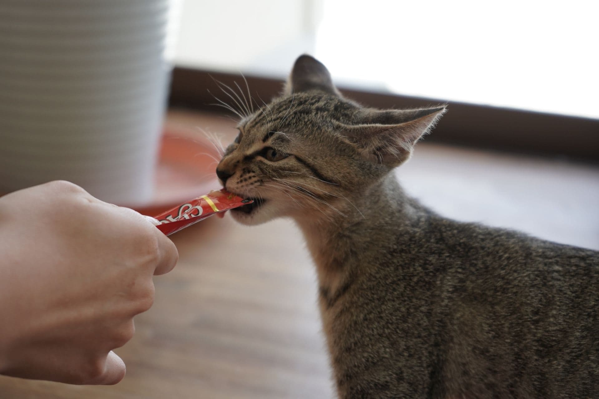ちゅーるを食べる猫