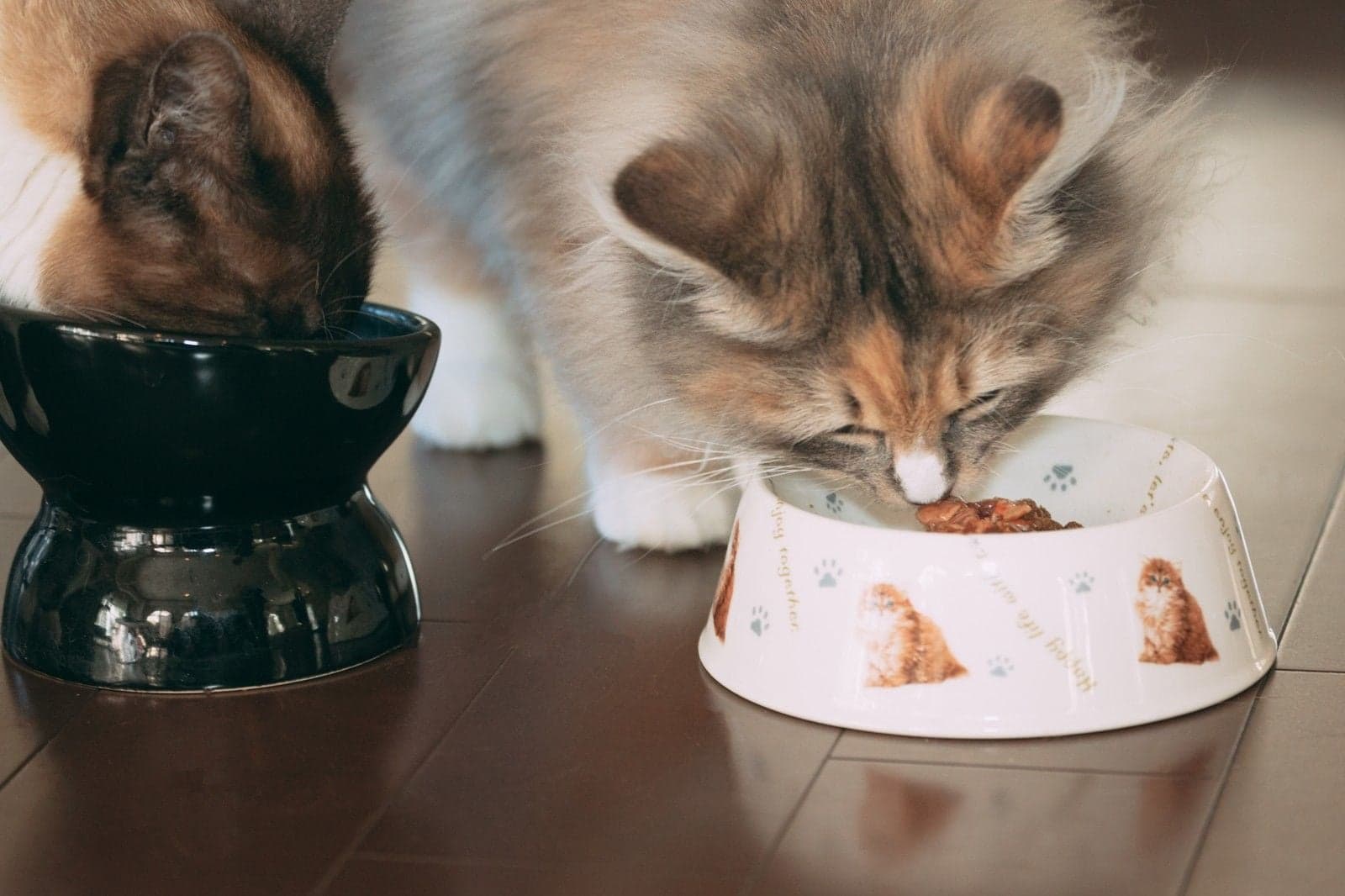 ご飯を食べる猫