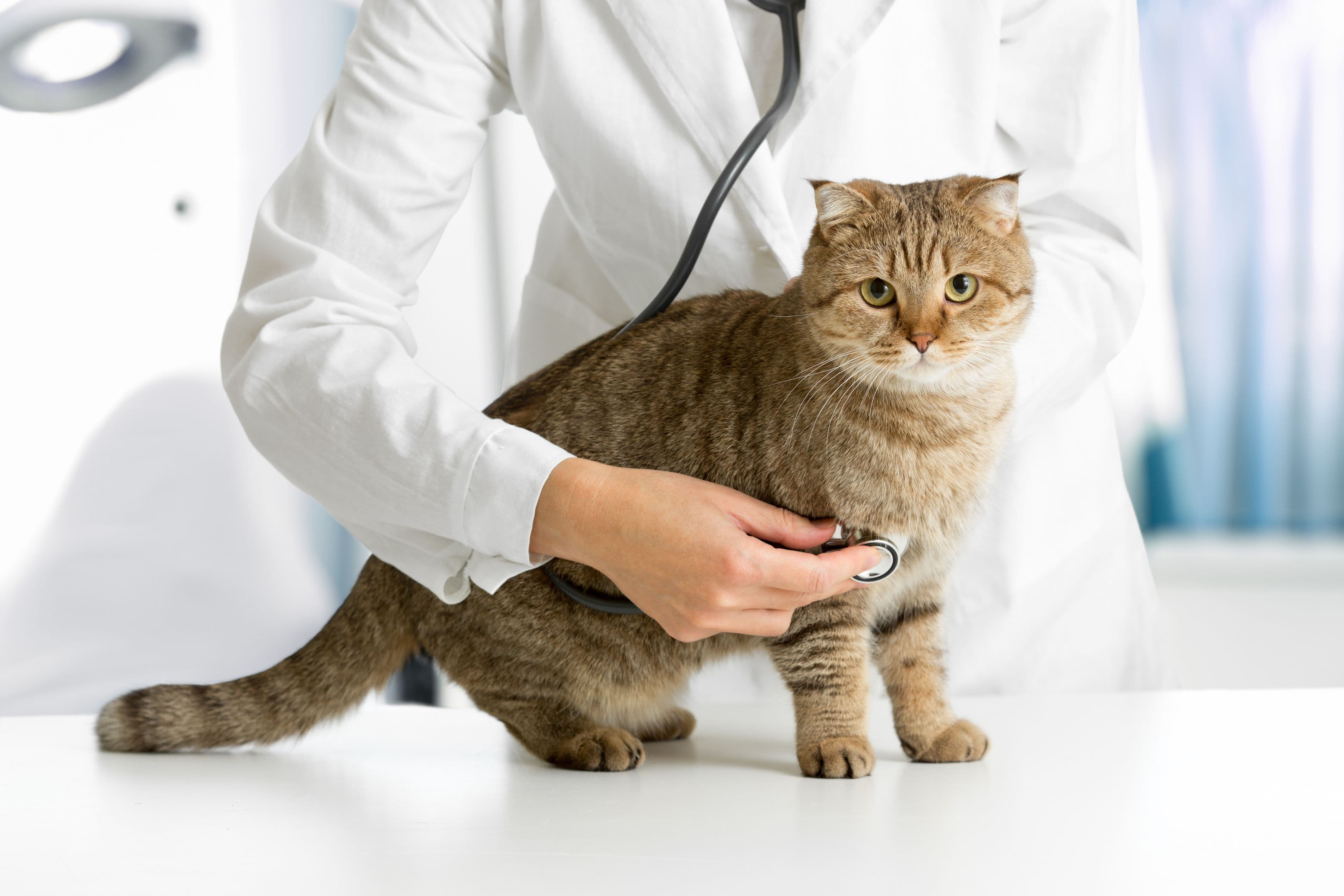 獣医師の診察を大人しく受ける猫