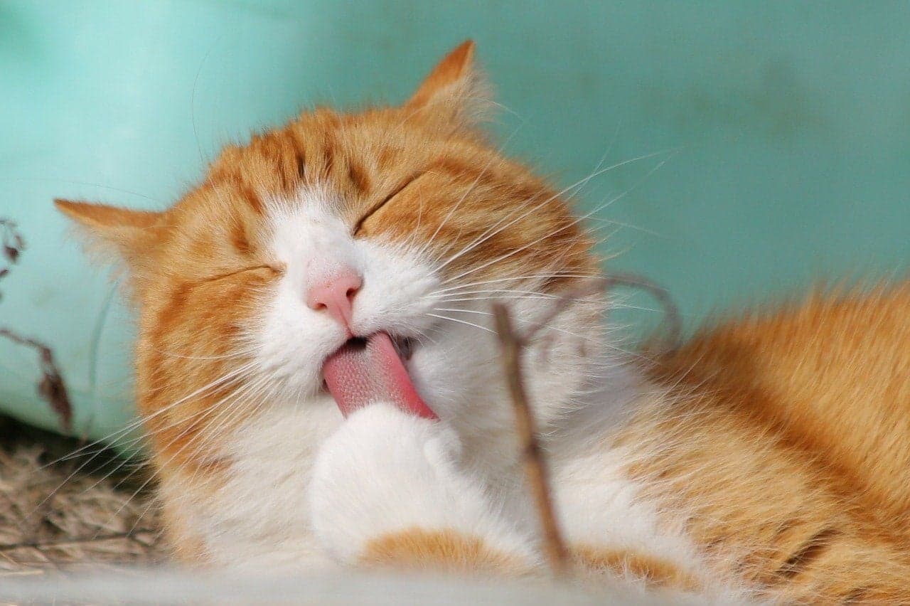 猫の睡眠時間は16時間!長時間眠る理由や気にすべきサインを解説!