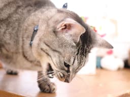 獣医師が解説|猫が吐くときは病院に連れていくべき? 何度も続く場合は要注意