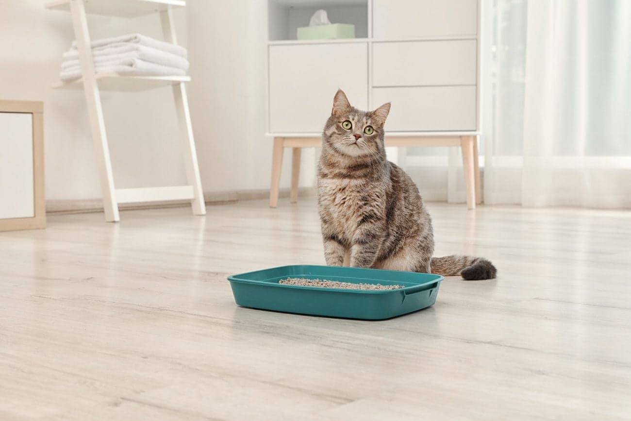 トイレを目の前に遠くを見つめる猫