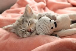 子猫を飼う際に必要な準備とは?事前に用意するグッズと注意点を紹介