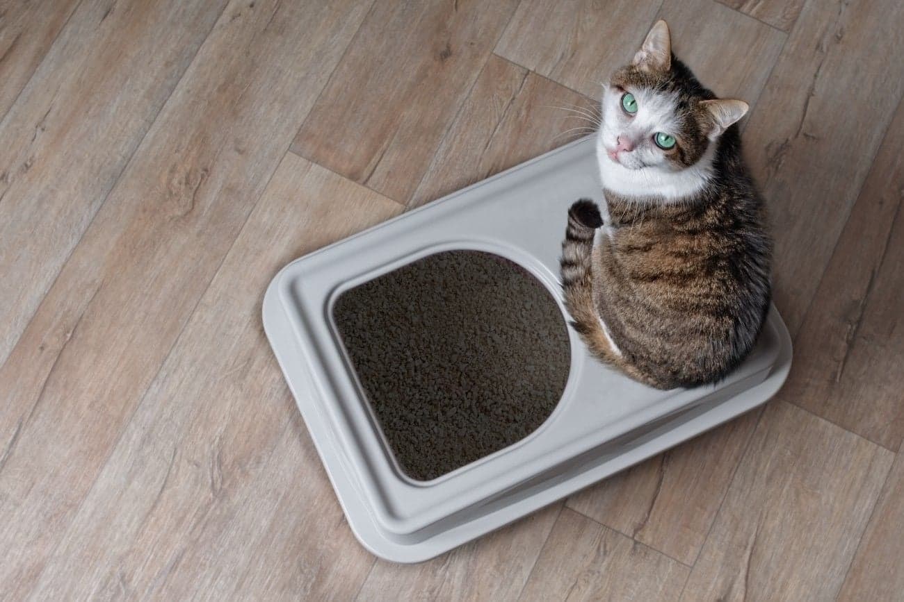 猫用トイレにお座りしている猫
