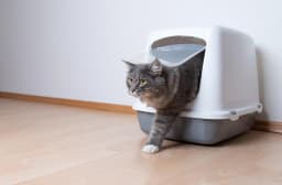 猫のトイレ回数の平均は?|頻度が多い・少ない場合の病気の可能性と対処法を獣医師が解説!