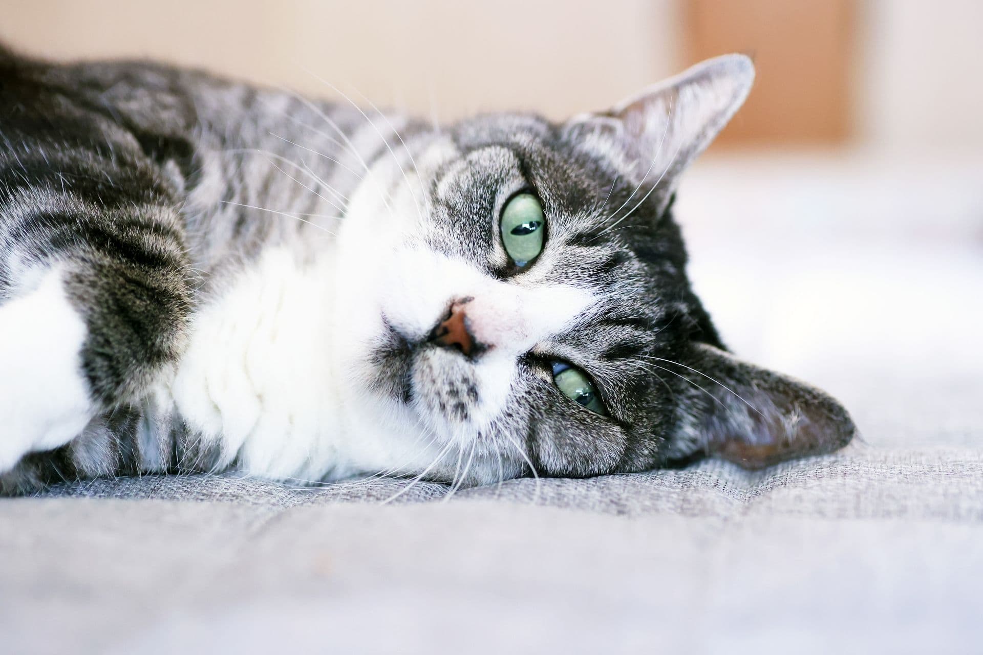 横になる猫