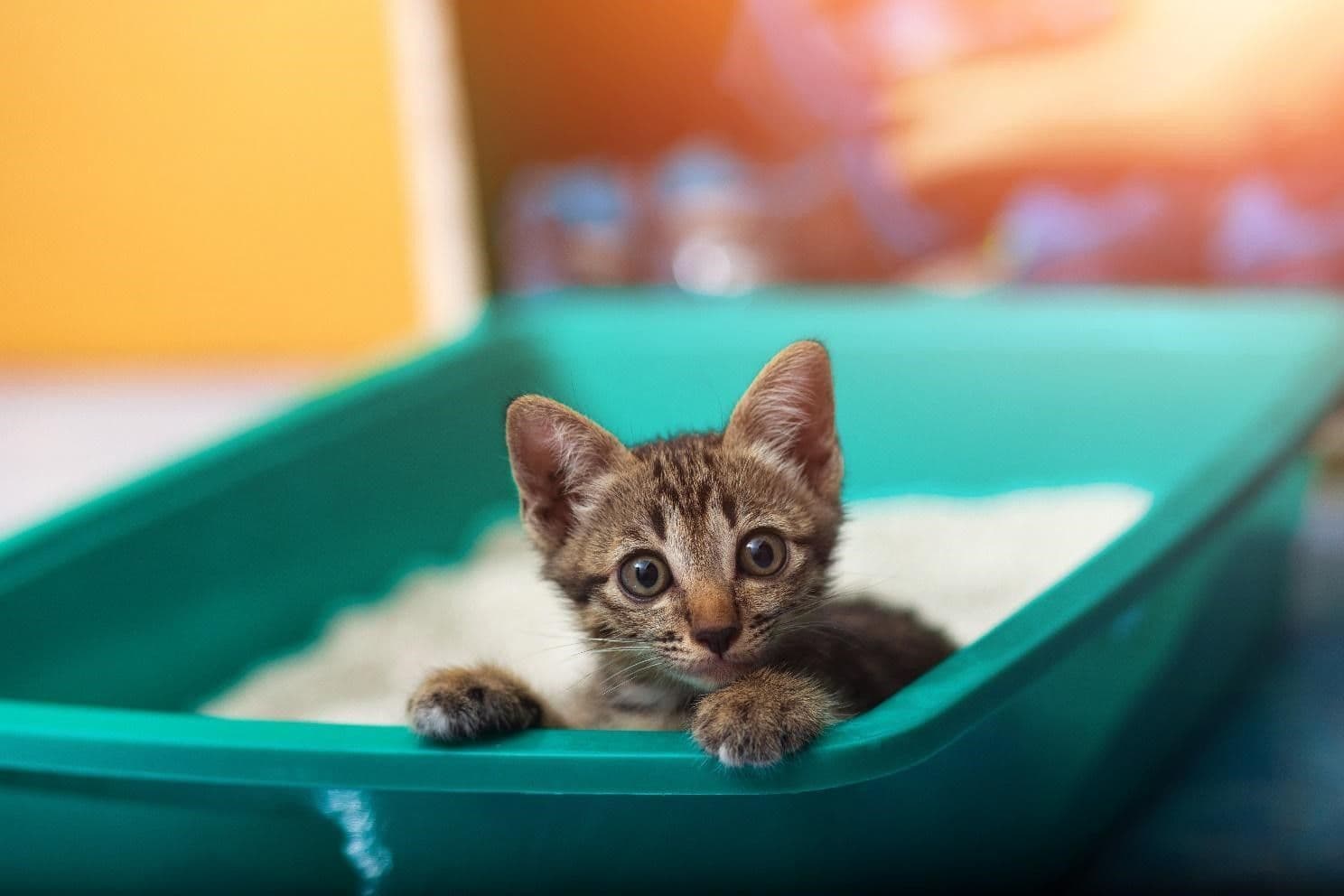 子猫のトイレトレーニングはいつからが最適?
