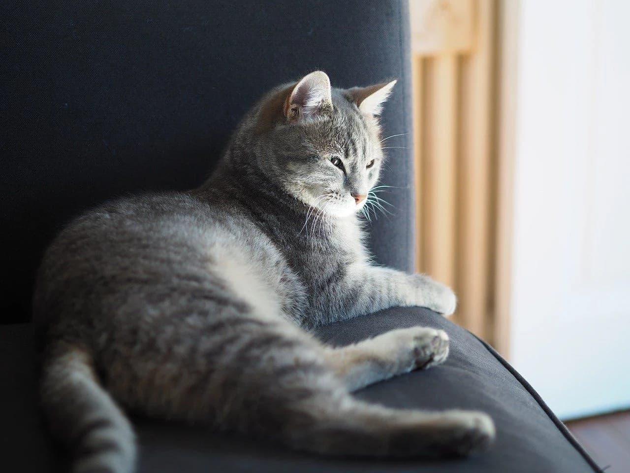 窓の近くで日光浴をしている猫