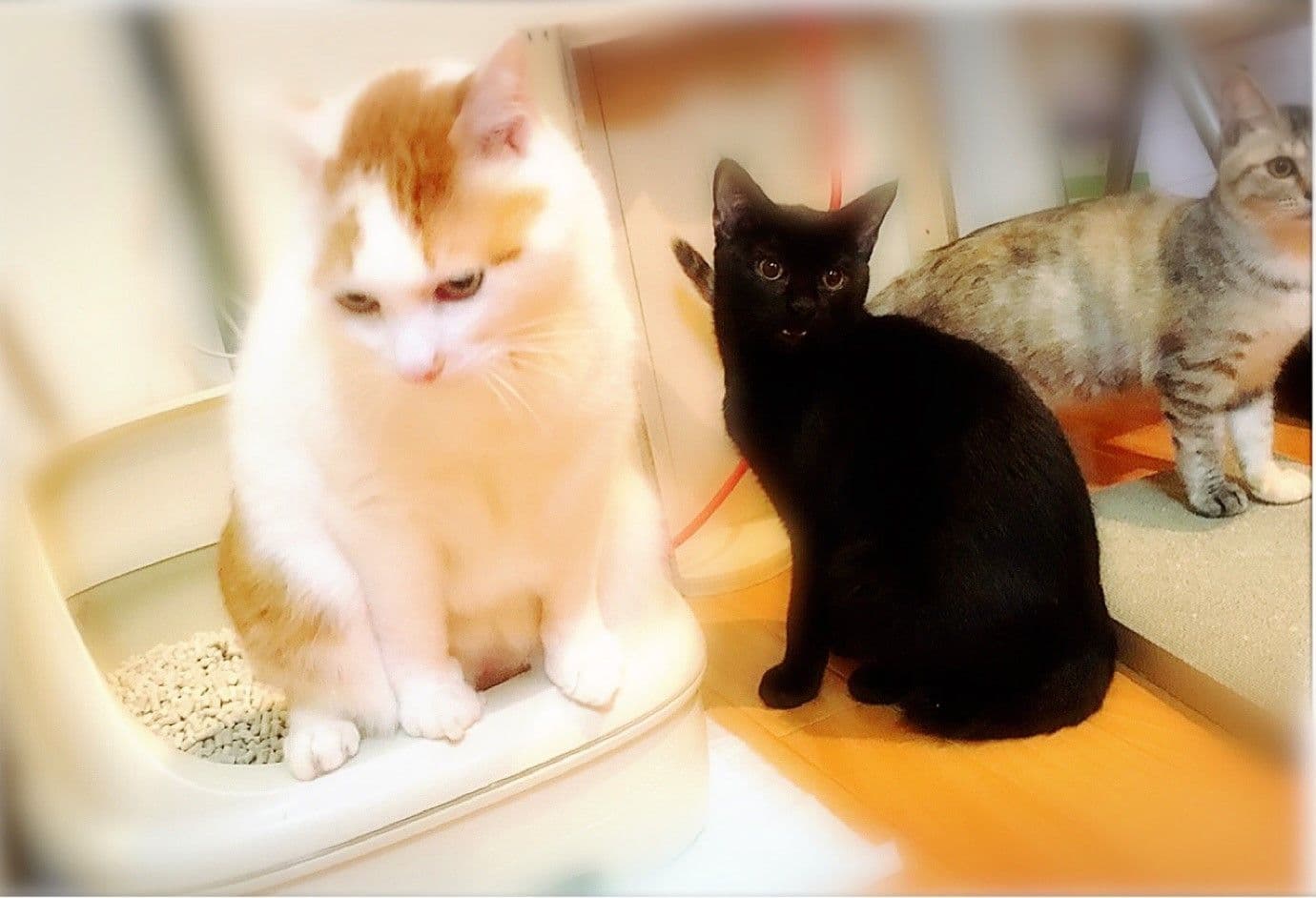 トイレ待ちの猫